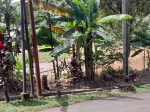 dijual lahan kebun pinggir jalan lokasi di Darangdan, tersedia melalui melalui situs Olx