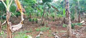 Dijual lahan kebun strategi 1100 meter lokasi di Purwakarta Kab., tersedia melalui melalui situs Olx