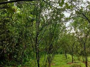 Dijual murah kebun jeruk produktif lokasi di Pasuruan Kab., tersedia melalui melalui situs Olx