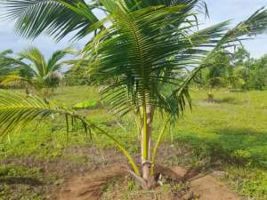 Dijual murahtanah beserta isinya diGenjah Entog, kota Garut lokasi di Garut Kab., tersedia melalui melalui situs Olx