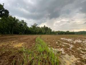 Dijual Murah Tanah Kebun dan Sawah Pinggir Jalan di Tegalwaru Karawang lokasi di Karawang Kab., tersedia melalui melalui situs Olx