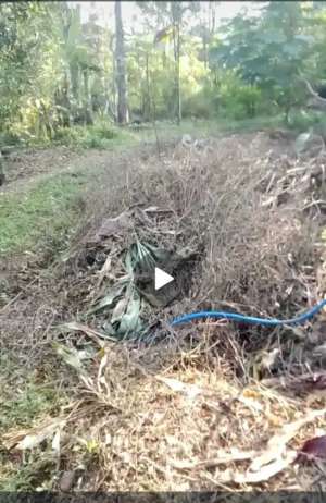 Dijual murah tanah kebun Wonosalam, Jombang lokasi di Jombang  Kab., tersedia melalui melalui situs Olx