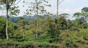 Dijual murah Tanah luas di Panawangan Ciamis dekat Jalan RayaPasar lokasi di Bandung Kota, tersedia melalui melalui situs Olx