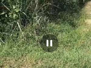 Dijual murah tanah pertanian dan peternakan Ngoro, Jombang lokasi di Jombang  Kab., tersedia melalui melalui situs Olx