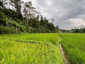 Dijual Murah Tanah Sawah Free Biaya BN SHM di Purwakarta lokasi di Purwakarta Kab., tersedia melalui melalui situs Olx
