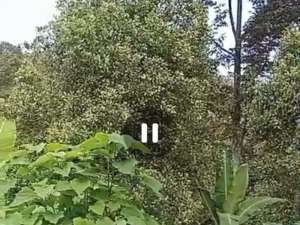 Dijual perkebunan durian aktif Wonosalam, Jombang lokasi di Jombang  Kab., tersedia melalui melalui situs Olx