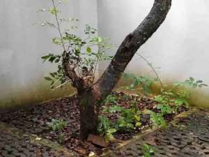 Dijual Rumah Bagus Siap Huni di The Icon BSD City lokasi di Tangerang Selatan Kota, tersedia melalui melalui situs Olx