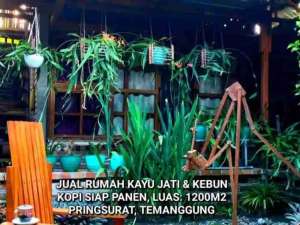 DIJUAL RUMAHKEBUN KOPI SIAP PANEN, PRINGSURAT TEMANGGUNG lokasi di Temanggung Kab., tersedia melalui melalui situs Olx