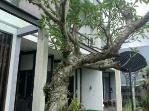 Dijual Rumah Mewah Semi Furnish Hook di Istana Dieng Malang lokasi di Malang Kota, tersedia melalui melalui situs Olx