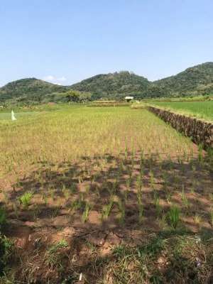 Dijual Sawah pinggir jalan Kramatwangi Kuningan lokasi di Kuningan Kab., tersedia melalui melalui situs Olx