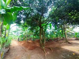 Dijual Segera Tanah Untuk Cluster di Cilangkap Tapos Depok lokasi di Depok Kota, tersedia melalui melalui situs Olx