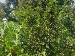 Dijual T. Kebun Subur, Air melimpah,Terpagari 16698 m2 SHM. 2,70 M T.Perantara lokasi di Pasuruan Kab., tersedia melalui melalui situs Olx