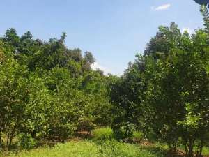 Dijual T. Kebun yang Subur 2812 m2 SHM Nego Tanpa Perantara lokasi di Pasuruan Kab., tersedia melalui melalui situs Olx