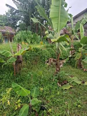 Dijual Tanah 190Jt lokasi di Bogor Kab., tersedia melalui melalui situs Olx