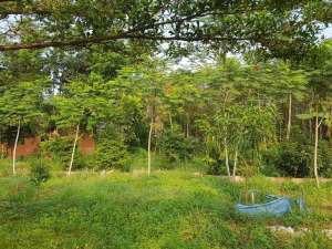 Dijual Tanah 24500 m2 Di Desa Cibadung , Parung, Bogor lokasi di Bogor Kab., tersedia melalui melalui situs Olx