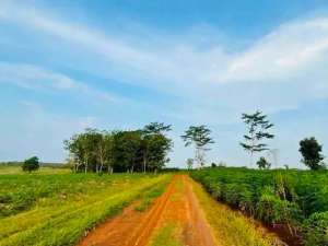 Dijual Tanah 3,2 HaKotabumi Lampung Utara Siap Bangun lokasi di Lampung Utara Kab., tersedia melalui melalui situs Olx