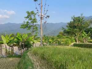 Dijual Tanah Ada Air Mengalir di Kampung Wisata Tajur Purwakarta lokasi di Purwakarta Kab., tersedia melalui melalui situs Olx