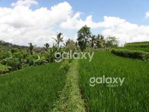 DIJUAL TANAH BR PAKA SANDA PUPUAN TABANAN, BALI lokasi di Tabanan Kab., tersedia melalui melalui situs Olx