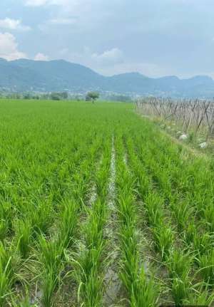 Dijual Tanah Cepat Butuh Uang Sertifikat milik pribadi lokasi di Bandung Kab., tersedia melalui melalui situs Olx