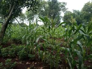 Dijual Tanah Cocok kosan dlldekatUNPAD ITB IKOPIN IPDN Jatinangor lokasi di Sumedang Kab., tersedia melalui melalui situs Olx