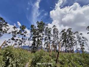 Dijual Tanah Datar View Pegunungan Pangalengan lokasi di Bandung Kab., tersedia melalui melalui situs Olx