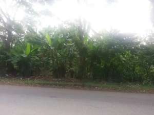 Dijual Tanah Di Cianjur, Strategis Daerah Perbatasan Cianjur Bogor SHM lokasi di Cianjur Kab., tersedia melalui melalui situs Olx