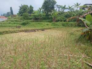 Dijual Tanah Di citeko Cisarua Puncak lokasi di Bogor Kab., tersedia melalui melalui situs Olx