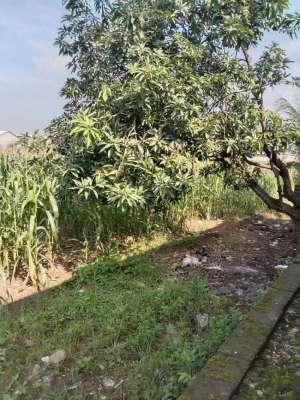 Dijual tanah di Gresik deket Pabrik Avian lokasi di Gresik Kab., tersedia melalui melalui situs Olx