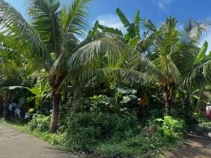 DIJUAL TANAH DI KLUNGKUNG1855 m2DEKAT GOA LAWA lokasi di Klungkung Kab., tersedia melalui melalui situs Olx