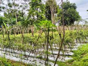 DIJUAL TANAH DI MEGAMENDUNG PUNCAK BOGOR lokasi di Bogor Kab., tersedia melalui melalui situs Olx