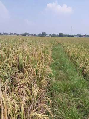 Dijual Tanah di Pabuaran, Subang lokasi di Subang Kab., tersedia melalui melalui situs Olx