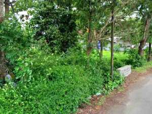 Dijual tanah di Pakusari Jember lokasi di Jember Kab., tersedia melalui melalui situs Olx