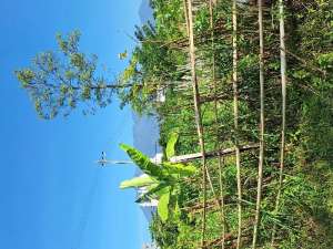 DIJUAL TANAH DI PANDERMAN ATAS BATU MALANG lokasi di Batu Kota, tersedia melalui melalui situs Olx