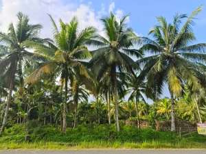 Dijual Tanah di Penajam Peser Utara di Pinggir Jalan Besar Lokasi strategis Cocok Untuk Investasi lokasi di Penajam Paser Utara Kab., tersedia melalui melalui situs Olx