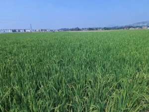 Dijual Tanah di Sodong Girang, Luas Strategis Dekat SMAN 2 Padalarang lokasi di Bandung Barat Kab., tersedia melalui melalui situs Olx