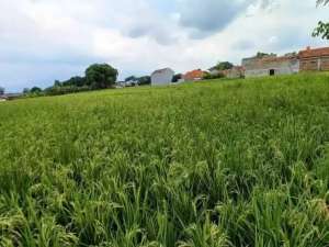 Dijual Tanah di Soreang, Kawasan Strategis Dekat Stadion Jalak Harupat lokasi di Bandung Kab., tersedia melalui melalui situs Olx