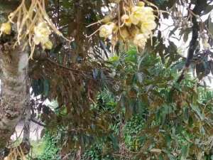 DIJUAL TANAH EX KEBUN DURENdi PINGGIR JALAN NASIONAL - KABUPATEN CIANJUR lokasi di Cianjur Kab., tersedia melalui melalui situs Olx