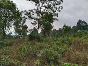 DIJUAL TANAH KEBUN CENGKEH DAN TEH ADA VIEW BISA UNTUK VILA, RUMAH lokasi di Subang Kab., tersedia melalui melalui situs Olx