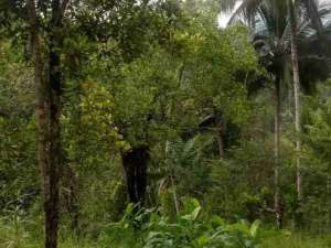 Dijual tanah Kebun di Jl Trans Sulawesi Papengkoran Minahasa Manado lokasi di Minahasa Selatan Kab., tersedia melalui melalui situs Olx