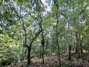 Dijual tanah kebun di kelilingi saluran air lokasi di Tabanan Kab., tersedia melalui melalui situs Olx