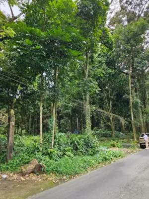 Dijual tanah kebun Durian lokasi di Magelang Kab., tersedia melalui melalui situs Olx