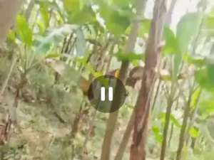 Dijual tanah kebun durian dan sengon Wonosalam, Jombang lokasi di Jombang  Kab., tersedia melalui melalui situs Olx