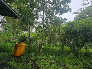 Dijual tanah kebun durian di tabanan bali lokasi di Tabanan Kab., tersedia melalui melalui situs Olx