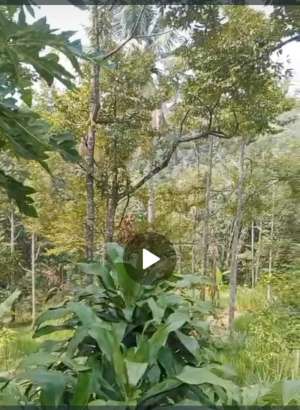 Dijual tanah kebun durian lokasi strategis Wonosalam, Jombang lokasi di Jombang  Kab., tersedia melalui melalui situs Olx