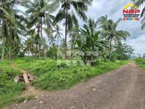 Dijual Tanah Kebun Kelapa di Jl. Macan Putih, Kabat - Banyuwangi lokasi di Banyuwangi  Kab., tersedia melalui melalui situs Olx