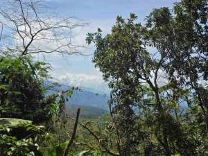DIJUAL TANAH KEBUN KOPI ARABICA VIEW LAUT DAN GUNUNG DI TABANAN BALI lokasi di Tabanan Kab., tersedia melalui melalui situs Olx