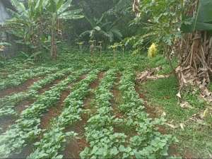 Dijual tanah kebun seluas 600 m2 SHM di Tajurhalang kabupaten Bogor. lokasi di Bogor Kab., tersedia melalui melalui situs Olx