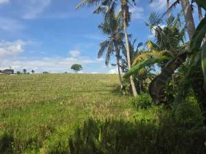 Dijual tanah kecil view sawah terasering di tabanan bali lokasi di Tabanan Kab., tersedia melalui melalui situs Olx