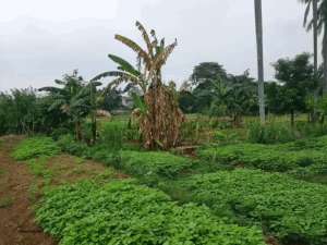 Dijual Tanah Komersil 50 Di Bawah NJOP Di TB Simatupang lokasi di Jakarta Selatan, tersedia melalui melalui situs Olx