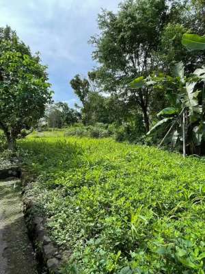 Dijual tanah kosong di daerah Widodomartani Sleman lokasi di Sleman Kab., tersedia melalui melalui situs Olx